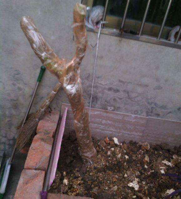 石榴下山桩用生根粉多菌灵泡多久最好