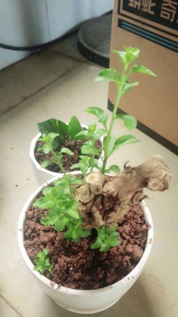 为什么枸杞下山桩休眠期 不会发芽 图片