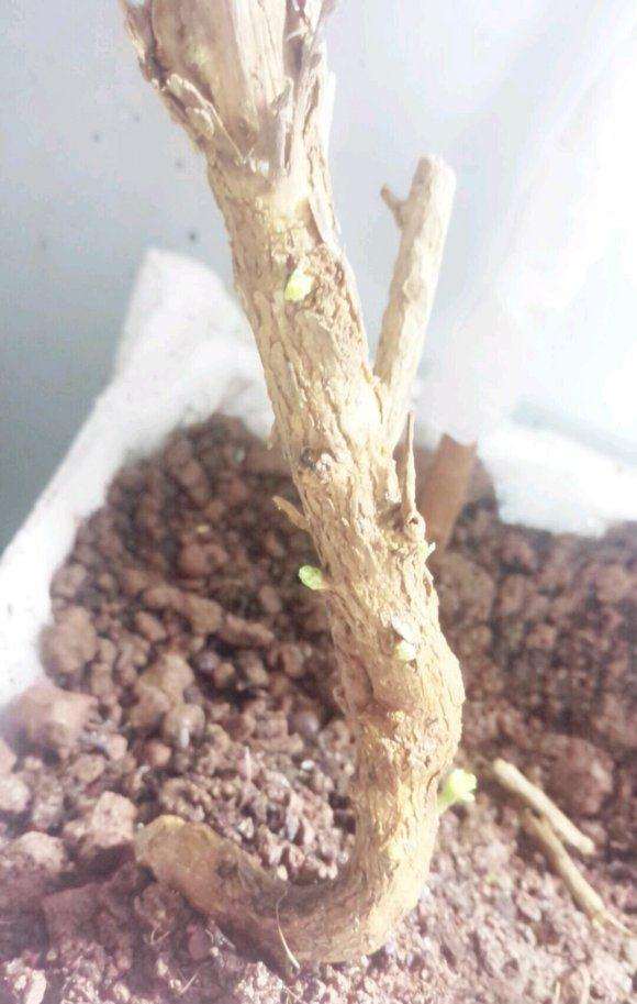 为什么枸杞下山桩休眠期 不会发芽 图片