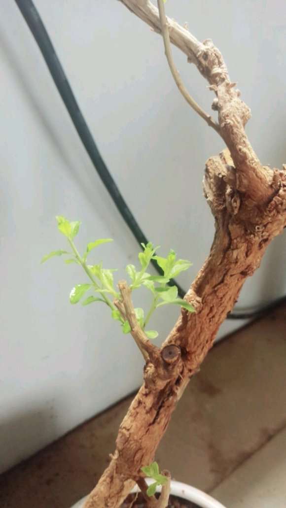 为什么枸杞下山桩休眠期 不会发芽 图片