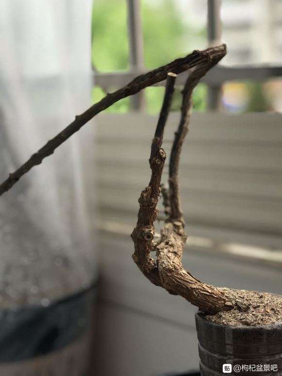 枸杞下山桩还没发芽