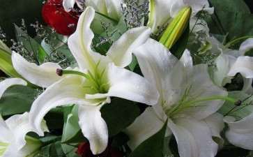 盆栽百合的病虫害怎么防治的2个措施