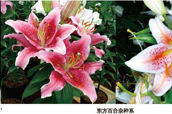 盆栽百合怎么温室生产的3个方法