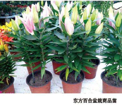 盆栽百合怎么温室生产的3个方法