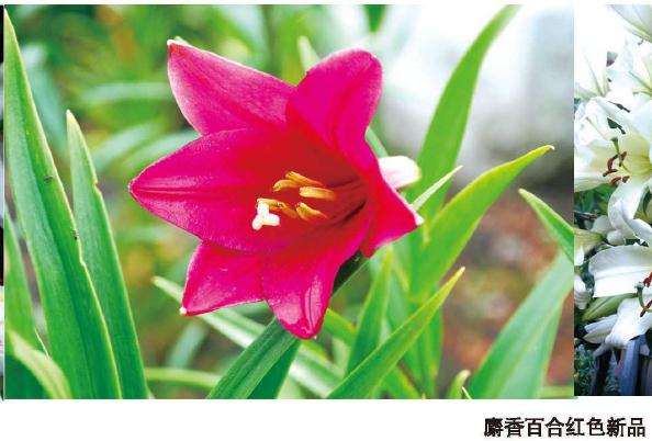 盆栽百合怎么温室生产的3个方法