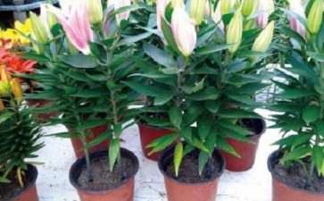 盆栽百合怎么温室生产的3个方法