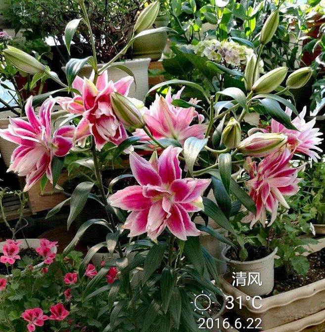 盆栽百合怎么温度管理