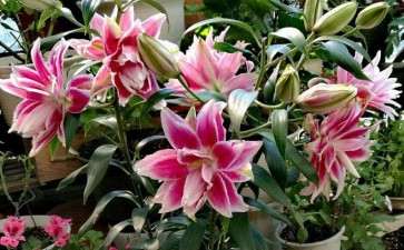 盆栽百合怎么温度管理的2个方法