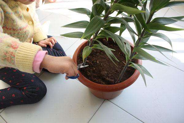 盆栽百合怎么肥料养护的3个方法