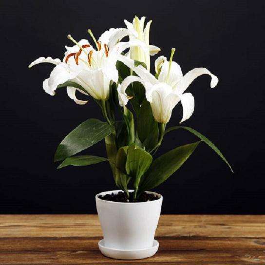 盆栽百合怎么肥料养护的3个方法