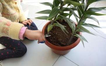 盆栽百合怎么肥料养护的3个方法