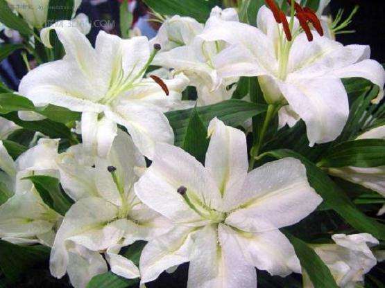 盆栽百合怎么激素矮化的方法