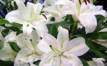 盆栽百合怎么激素矮化的方法