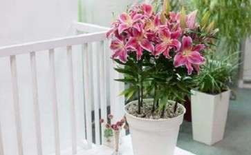 盆栽百合怎么花期调控的方法