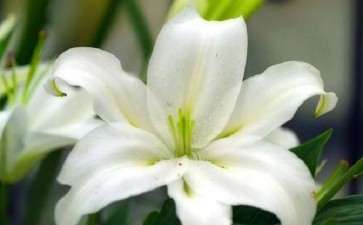 盆栽百合怎么病虫害防治的方法