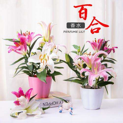 盆栽百合的脚腐病和灰霉病怎么防治