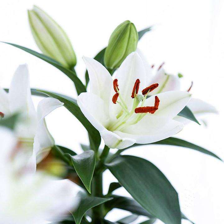 盆栽百合的炭痕病和立枯病怎么防治