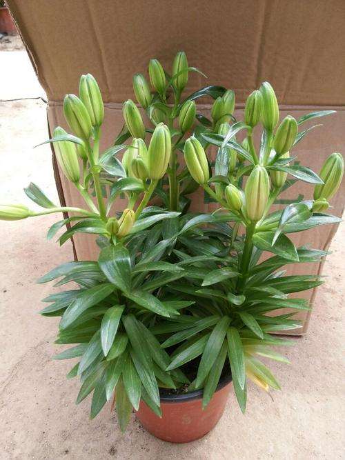 盆栽百合的叶枯病和斑点病怎么防治