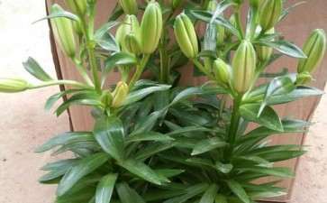 盆栽百合的叶枯病和斑点病怎么防治