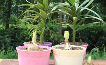 盆栽百合的蚜虫和蓟马怎么防治的方法