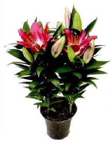 波尔思公司的盆栽百合新品