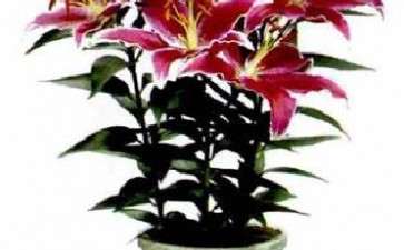 波尔思公司的盆栽百合新品 图片