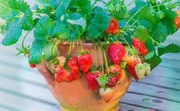 盆栽草莓家庭阳台怎么栽培4个技术