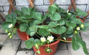 家庭阳台盆栽草莓栽后怎么管理