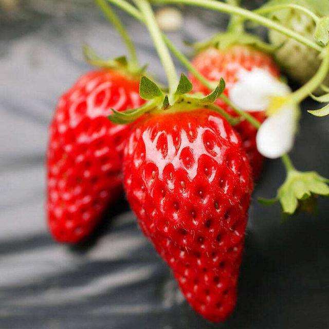 盆栽草莓病虫害怎么防止的2个方法