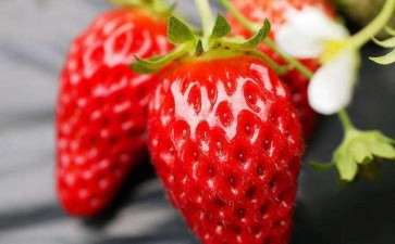 盆栽草莓病虫害怎么防止的2个方法