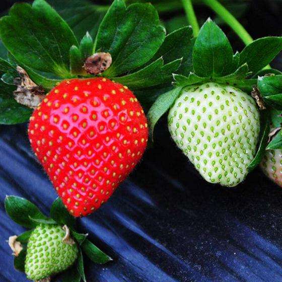 盆栽草莓种类及种植技术指南