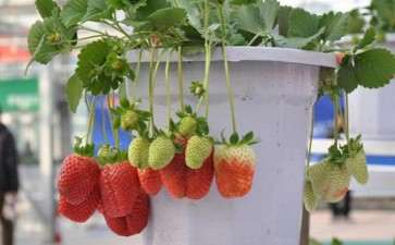 草莓盆栽品种怎么选择的方法