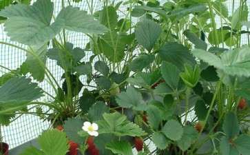 草莓盆栽怎么植株管理的4个方法