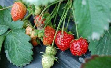 盆栽草莓常见病虫害怎么防治的5个方法