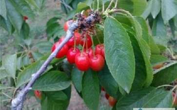 盆栽大樱桃春节成熟栽培技术