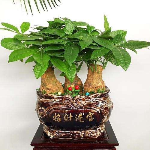 盆栽发财树水培技术研究