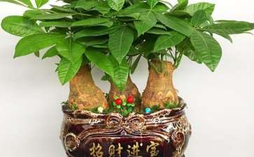 盆栽发财树水培技术研究