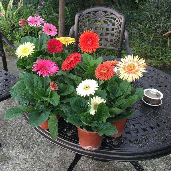 盆栽非洲菊日光温室栽培技术规程