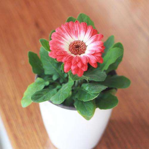 盆栽非洲菊日光温室栽培技术规程