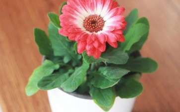 盆栽非洲菊日光温室栽培技术规程