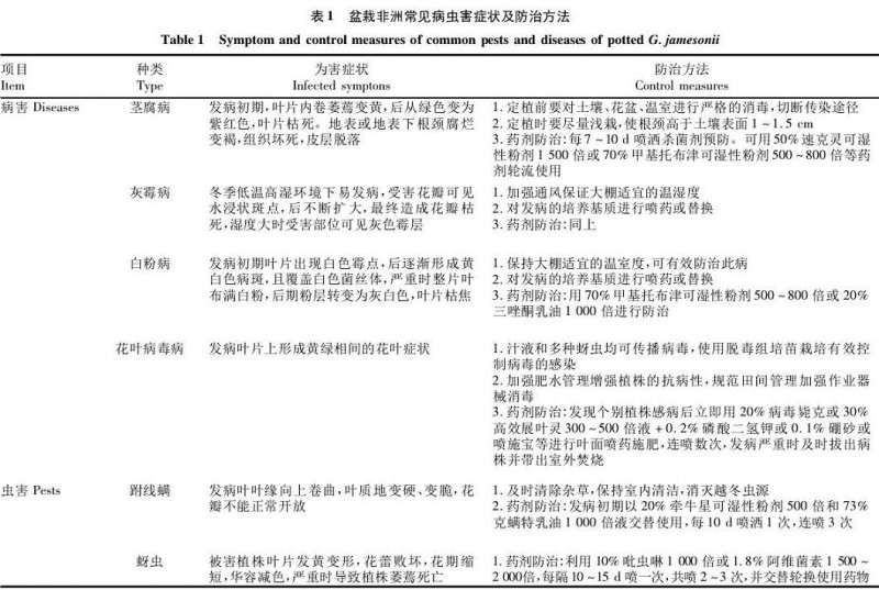 盆栽非洲菊生长期怎么管理4个方法