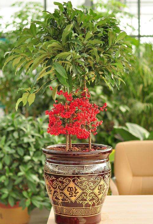 盆栽富贵籽基质配方筛选试验研究