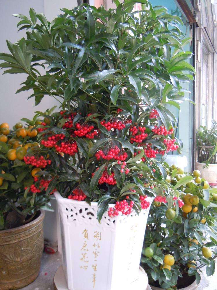 盆栽富贵籽基质配方筛选试验研究