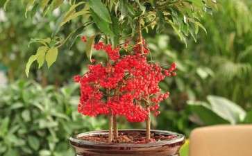 盆栽富贵籽基质配方筛选试验研究