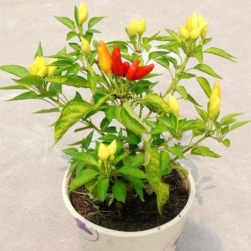 盆栽观赏辣椒病虫害怎么防治的2个方法