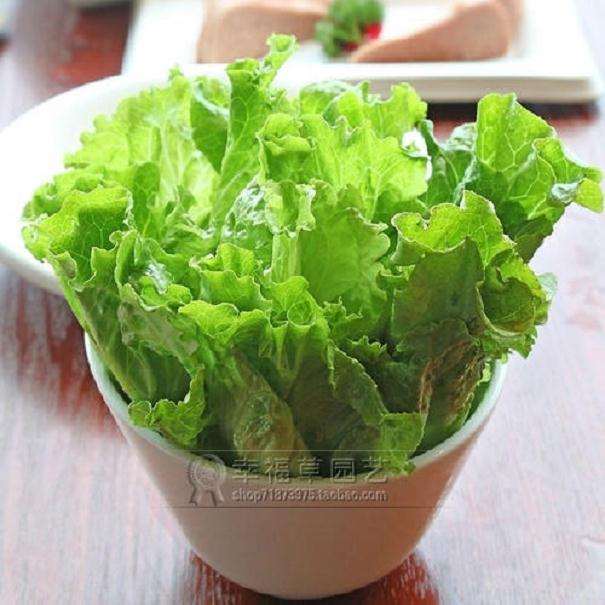 盆栽观赏生菜品种比较试验