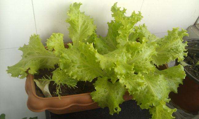 盆栽观赏生菜品种比较试验