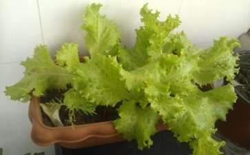 盆栽观赏生菜品种比较试验