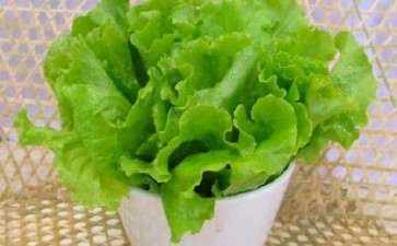 蔬菜盆栽怎么种植修剪的3个方法