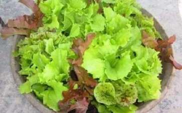 盆栽蔬菜怎么肥水管理的2个方法